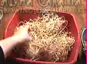 How To Grow Bean Sprouts Video